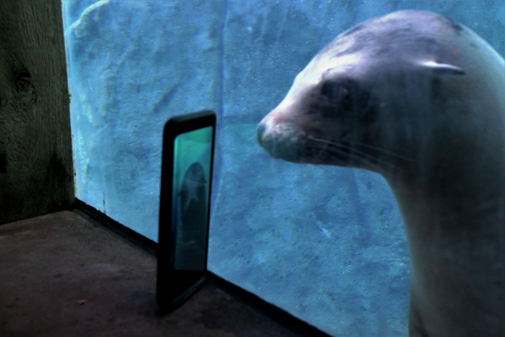 Sea Lion Sees Herself In A Phone Photo by randy23