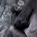Gorilla Baby Ali by randy23