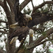 LHG_1610-Mating-Eagles by rontu