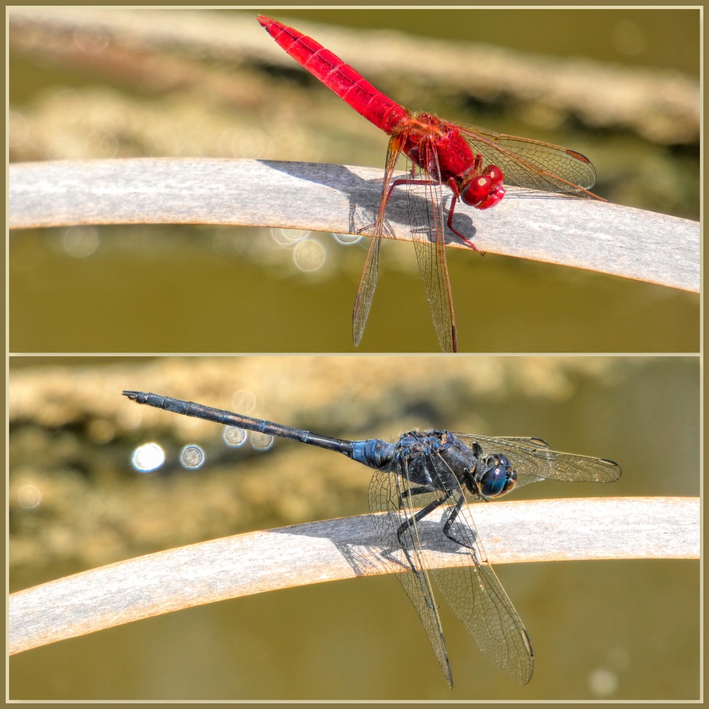 Colourful Dragonflies,  by ludwigsdiana