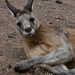 Kangaroo by kgolab
