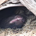Tasmanian Devil Resting by kgolab