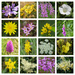  Dorset Wild Flowers  by susiemc