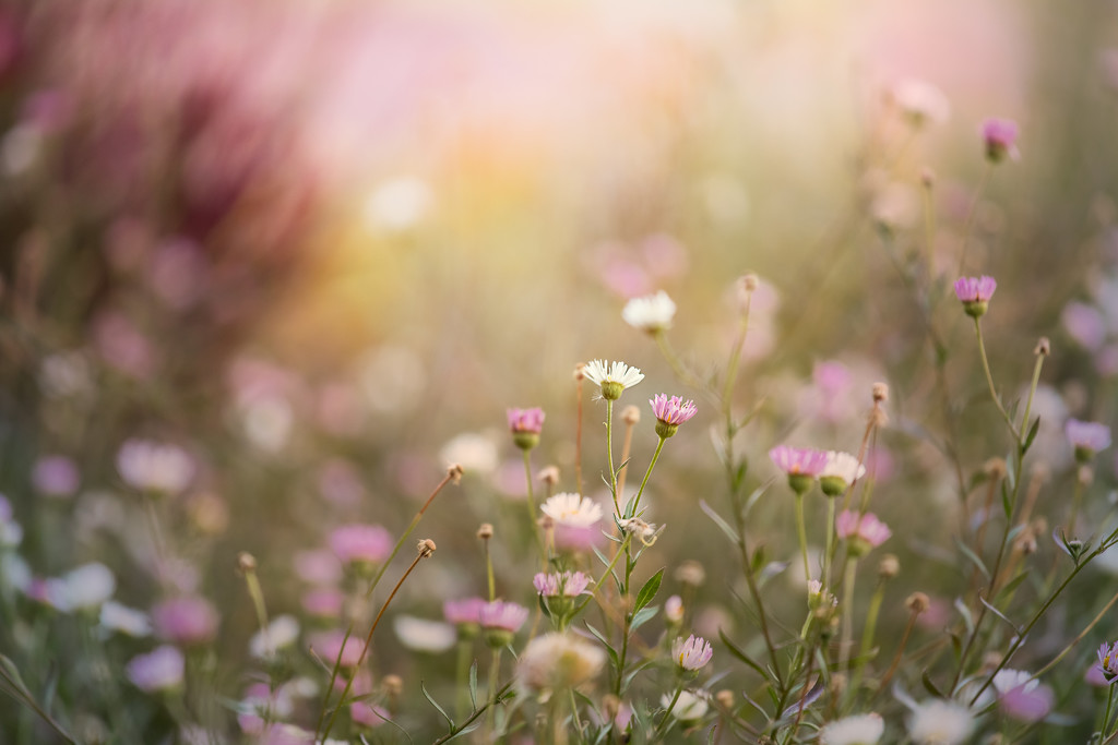 The sea daisies by jodies