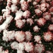Frosted Mums  by beckyk365