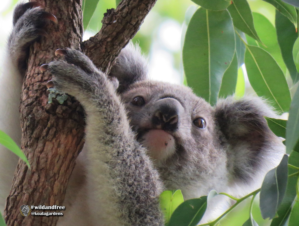 Dewdrop by koalagardens