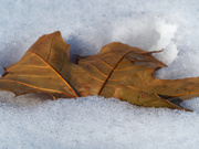 30th Nov 2018 - leaf in snow