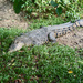 Estuarine Croc by ianjb21