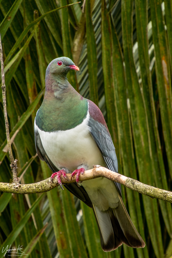 Kererū - NZ Pigeon by yorkshirekiwi