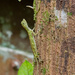 Rain Forest Lizard by ianjb21