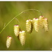 Quarking Grass.. Shivery Grass  by julzmaioro