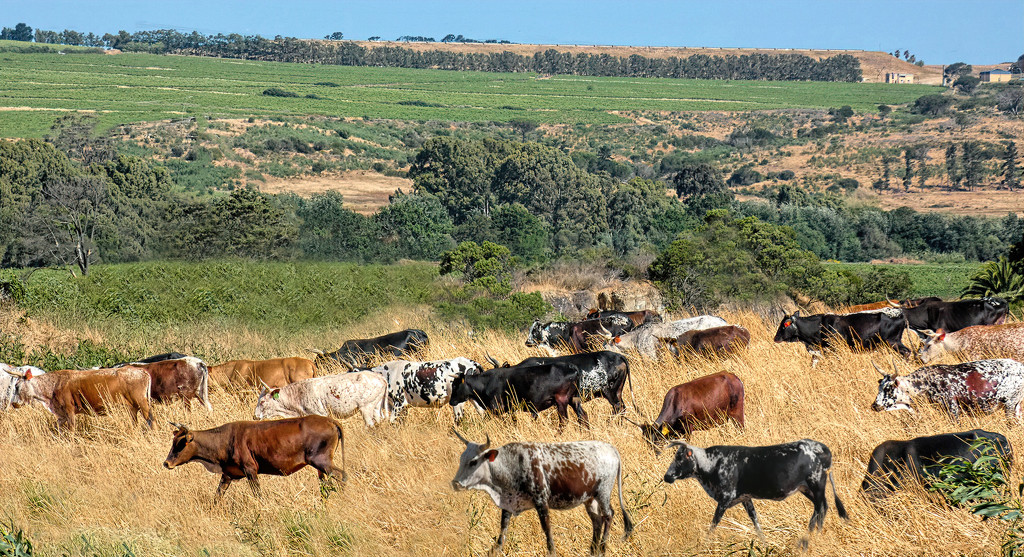 A herd of Nguni cattle by ludwigsdiana