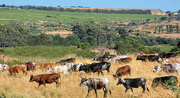 1st Dec 2018 - A herd of Nguni cattle