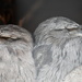 Tawny Frogmouth by kgolab