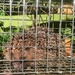 Hedgehog caught - again!! Update 3pm Saturday by pamknowler