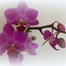 new orchid by quietpurplehaze