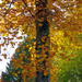 Fall's Cascading Leaves by seattlite
