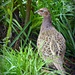 Hen Pheasant by judithdeacon