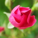  Miniature rose  by Dawn