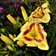 2nd Dec 2018 - Another Daylily ~     