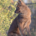 Dhole by leonbuys83