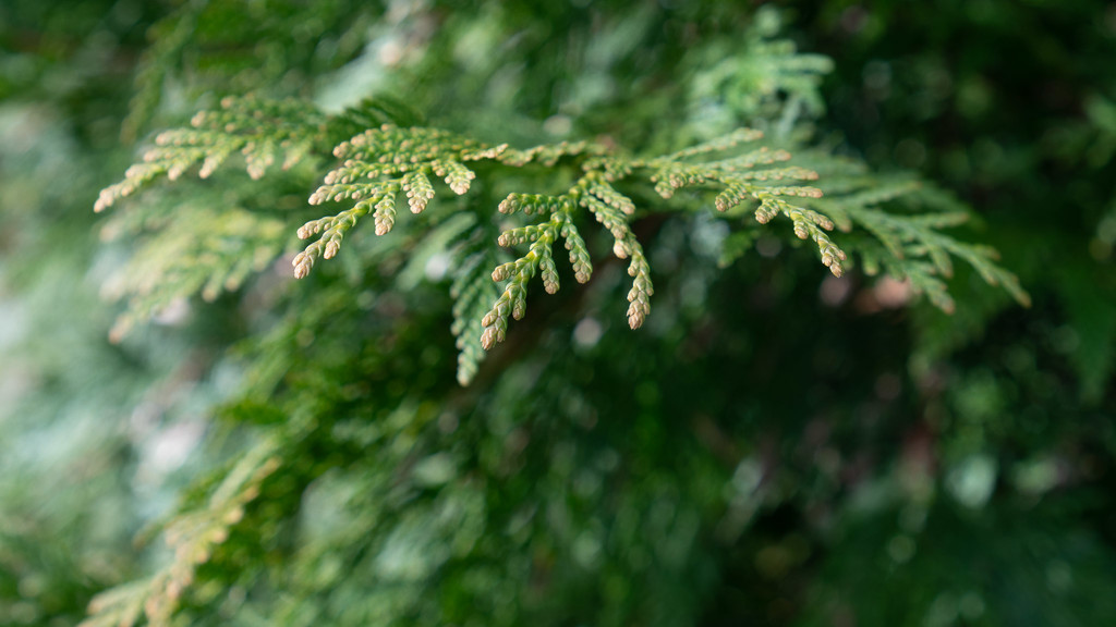 Cypress branch by randystreat