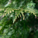 Cypress branch by randystreat