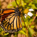 Monarch Butterfly Getting Ready for the Long Journey! by rickster549
