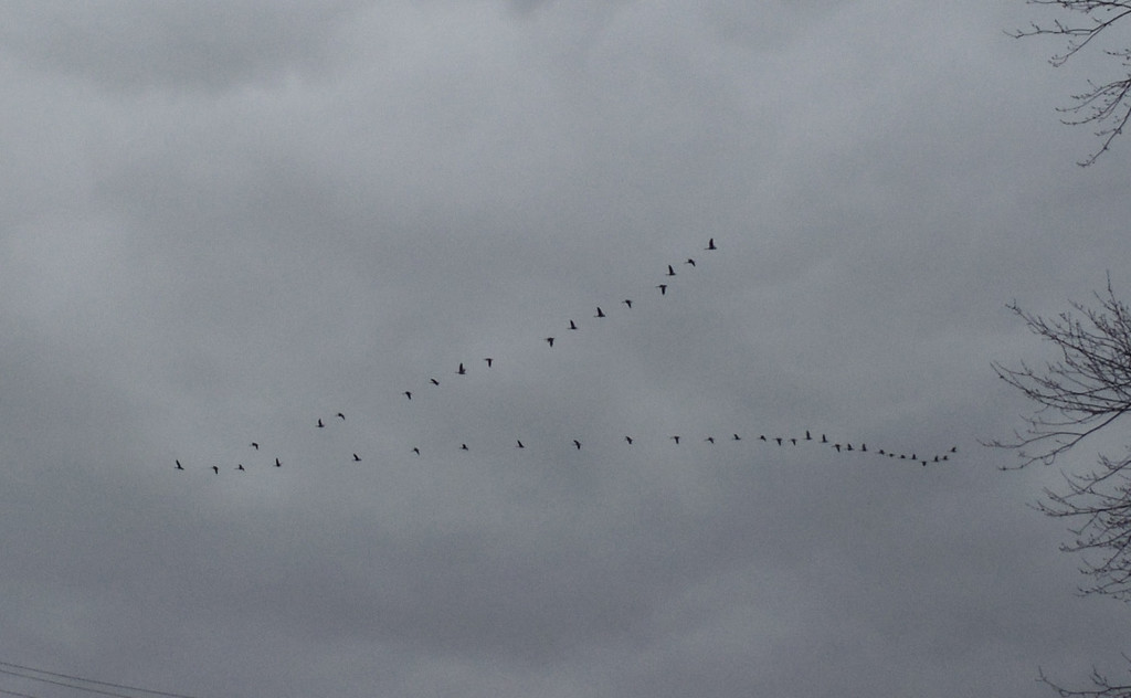 Canada Geese - Going the Wrong Way by spanishliz