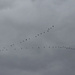 Canada Geese - Going the Wrong Way by spanishliz