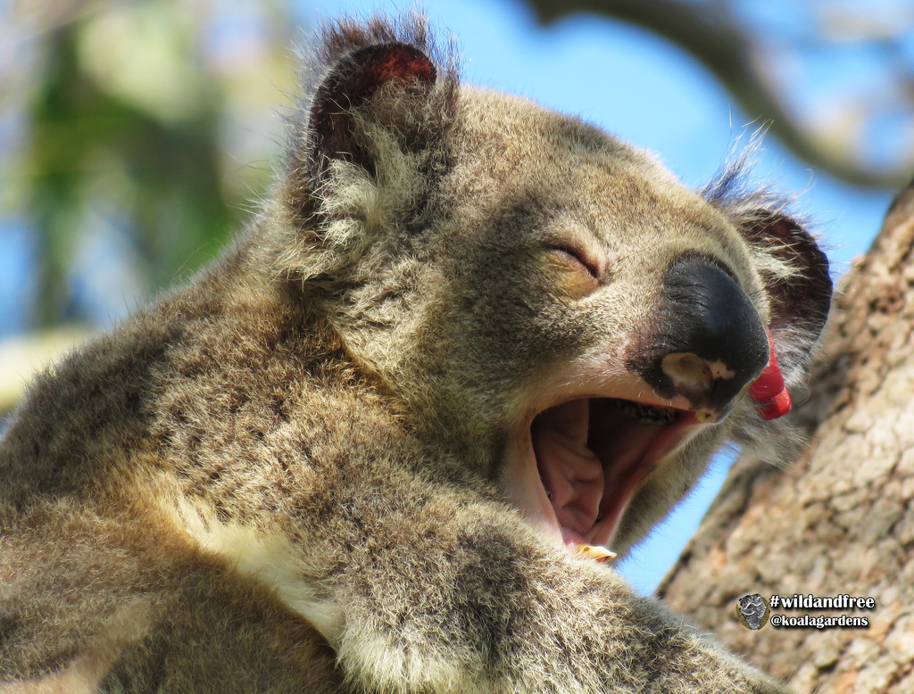 yaaaawwwwwwn by koalagardens