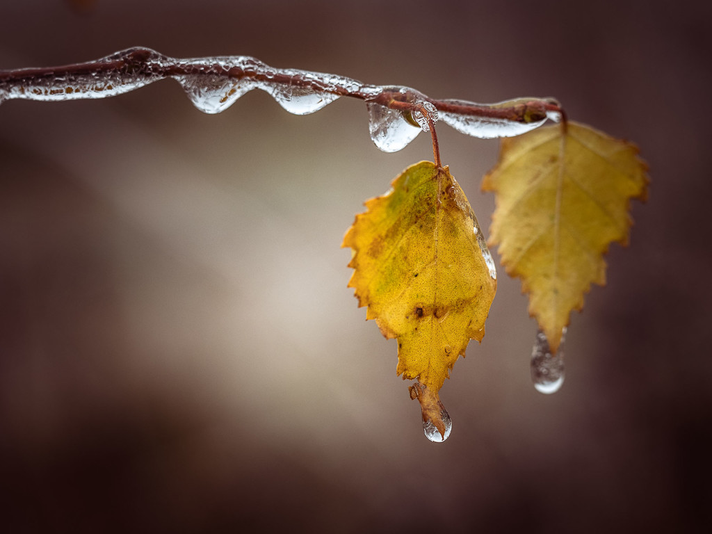 A frosty morning by haskar