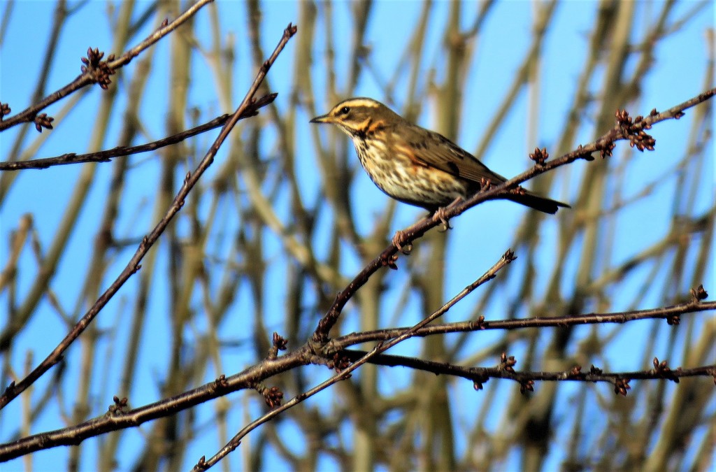 Fieldfare (Turdus Pilaris) by phil_sandford