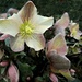 Christmas Rose. by wendyfrost