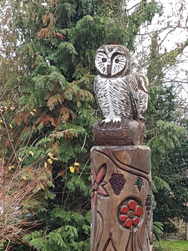 A lovely owl  by rosiekind