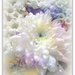 A bouquet of white flowers  by beryl