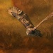 Hunting Owl by shepherdmanswife