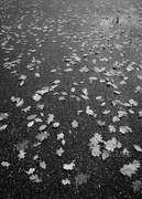 2nd Dec 2018 - Leaves on a wet street