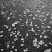 Leaves on a wet street by leonbuys83