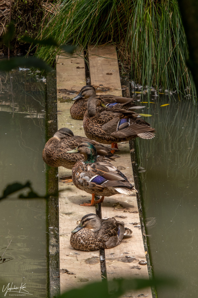 Ducks at Rest by yorkshirekiwi