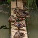 Ducks at Rest by yorkshirekiwi