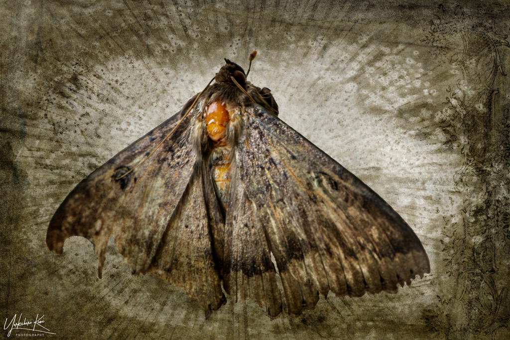 Big Moth by yorkshirekiwi