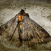 Big Moth by yorkshirekiwi