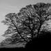Please show me your Black and White Trees  by helenhall