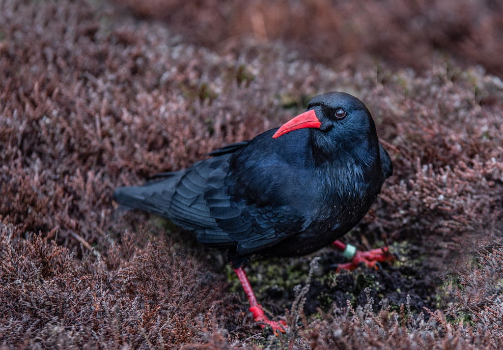 Chough by inthecloud5