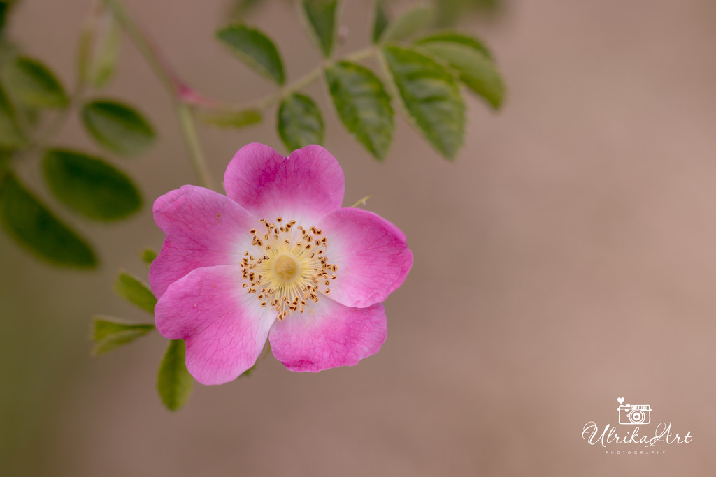 wild pink rose by ulla