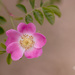 wild pink rose by ulla