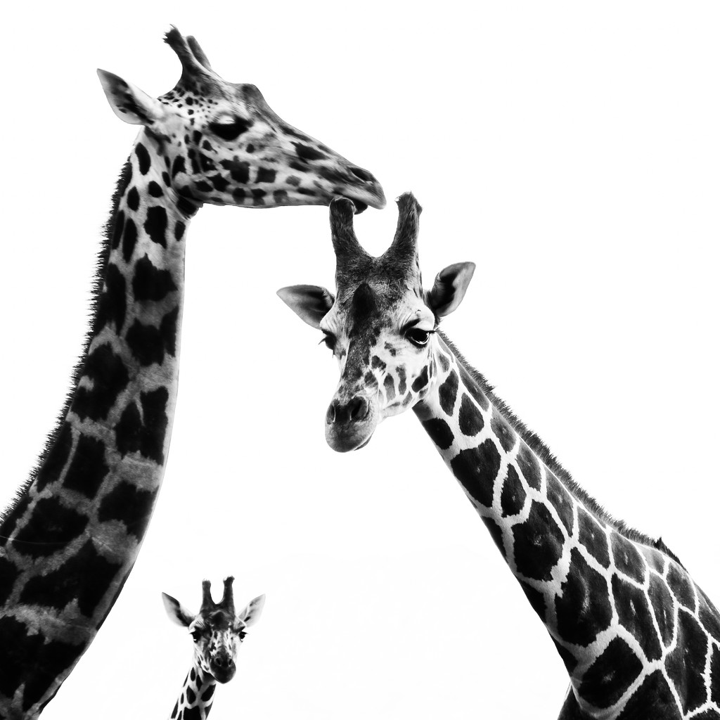 A Trio of Curious Giraffes by taffy