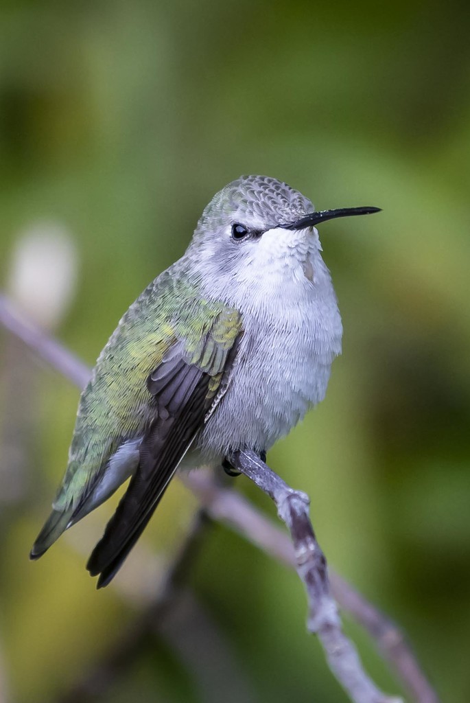 Resting Hummingbird by jyokota