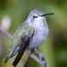 Resting Hummingbird by jyokota